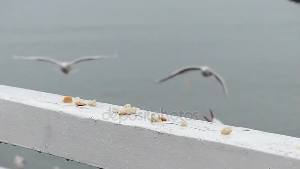 Gaivotas aterrissando para pão em movimento lento . — Vídeo de Stock