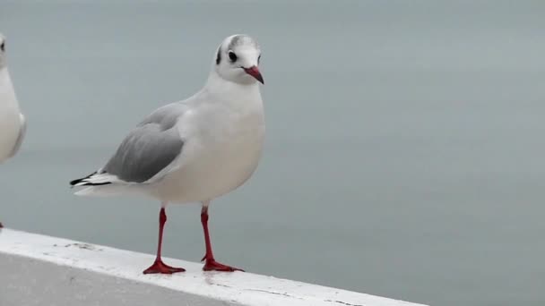 Zwei Möwen heben in Zeitlupe ab. — Stockvideo