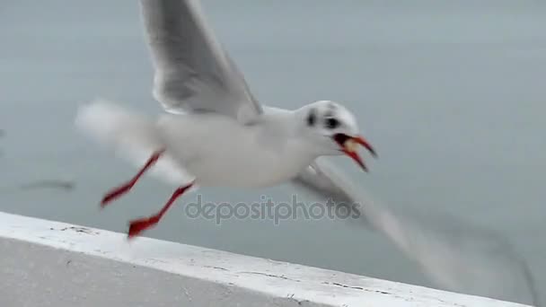 Una gaviota aterrizando y despegando en cámara lenta . — Vídeo de stock