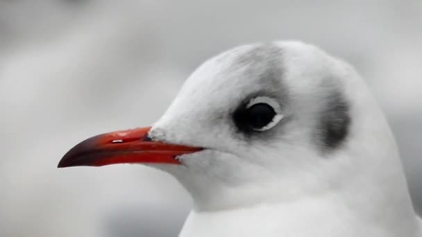 Seagull's προφίλ με κόκκινο ράμφος σε αργή κίνηση. — Αρχείο Βίντεο