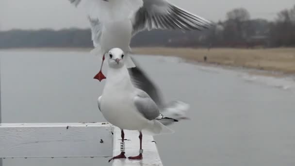 Aterragem e decolagem de gaivotas em câmera lenta . — Vídeo de Stock