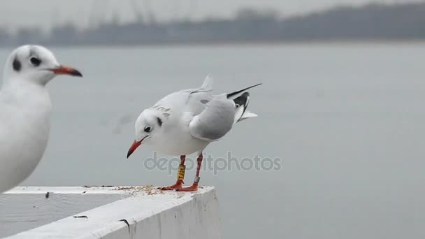 Seagulls Eating Bread on a Quay in Slow Motion. — Stock Video