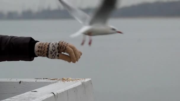 En flickas Hand med bröd för måsar i Slo-Mo. — Stockvideo