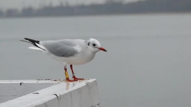 Bir martı ağır çekimde yeme pençeleri üzerinde halka ile. — Stok video