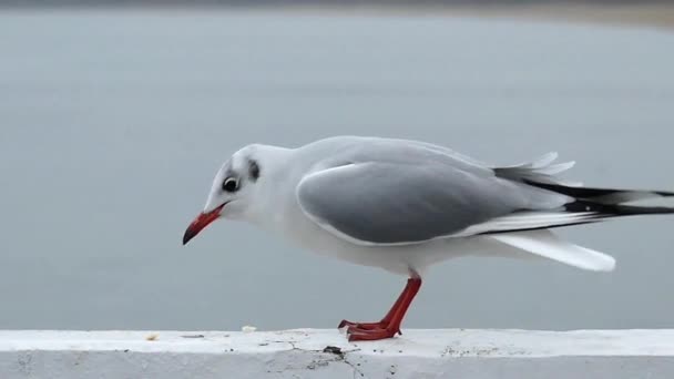 Uma gaivota comendo pão Ona Quay em câmera lenta . — Vídeo de Stock