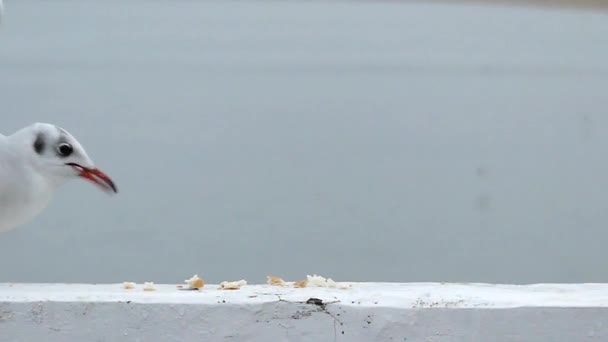 Mouettes sur un quai mangeant du pain au ralenti . — Video