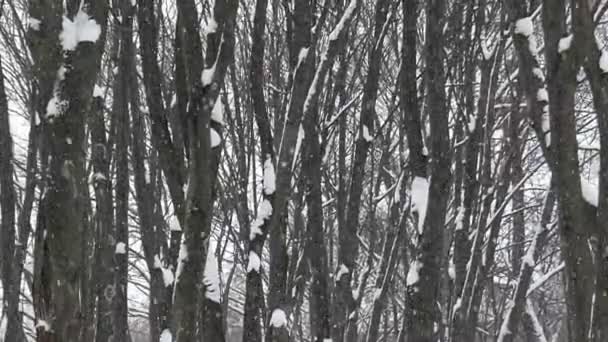 Nieve cayendo en el bosque caducifolio en un tiro medio . — Vídeos de Stock