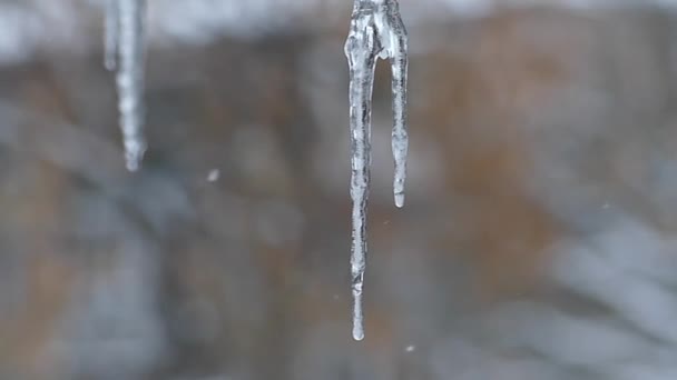 Vier Dripping ijspegels op onscherpe achtergrond — Stockvideo