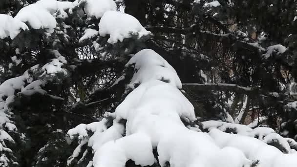 Un gran árbol de pino bajo la nieve pesada en el tiempo ventoso — Vídeos de Stock