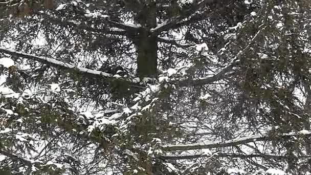 Un enorme pino con coni nella foresta innevata . — Video Stock