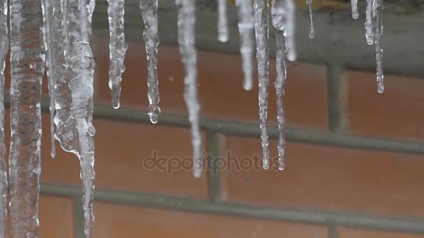 A Lot of Big Icicles on a Brick Wall Background. Snow Falling. — Stock Video