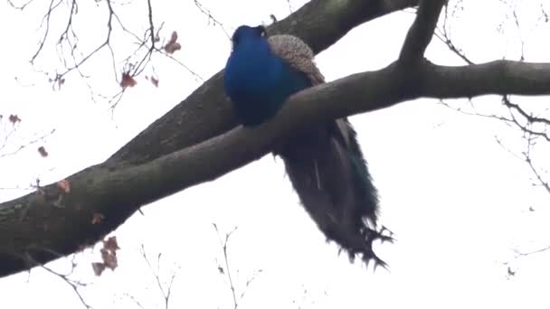 Um pavão sentado em uma árvore no outono . — Vídeo de Stock