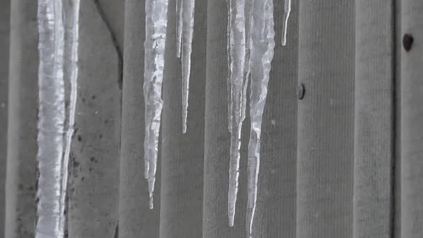 Viele große Eiszapfen auf grauem Hintergrund. Schneetreiben. — Stockvideo