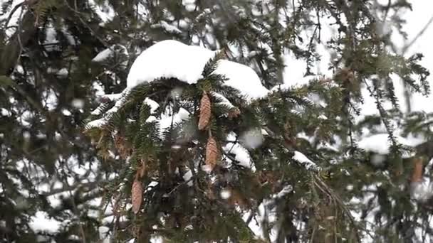 Сосни з шишками у сильному снігопаді — стокове відео