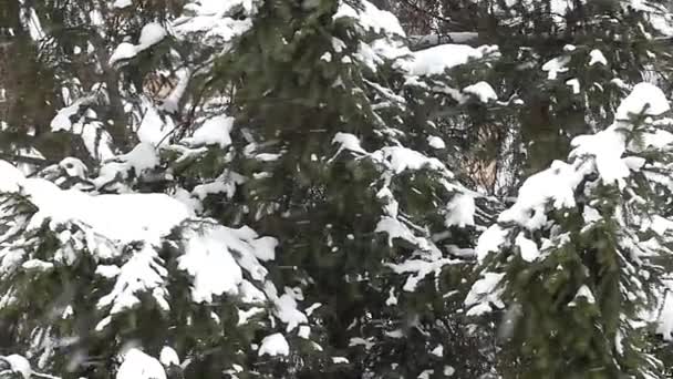Fenyők alatt erős havazás erdő. — Stock videók
