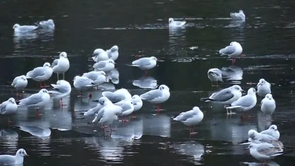 A Flock of Lazy Seagulls on Seashore in Slo-Mo — Stock Video