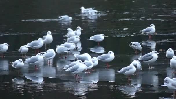 Um bando de gaivotas no litoral em câmera lenta — Vídeo de Stock