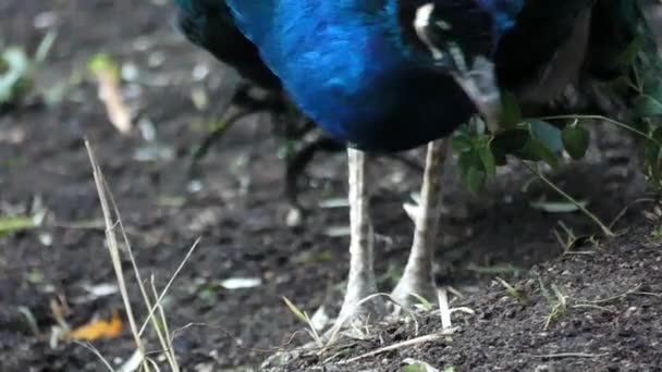 Um belo pavão azul e verde em um parque . — Vídeo de Stock