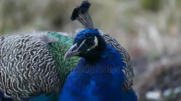 An Amazing Peacock Seeking Seeds in a Park Zone. — Stock Video