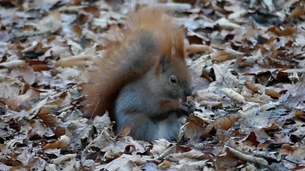 Una ardilla comiendo nueces en un bosque. A cámara lenta. Primer plano . — Vídeos de Stock