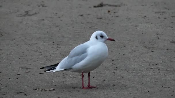 Yalnız Seagull on bir Seabeach Slo-mo. — Stok video