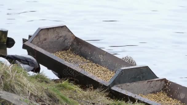 A Raven Getting Into Duck Feeder on a River Bank. — Stock Video