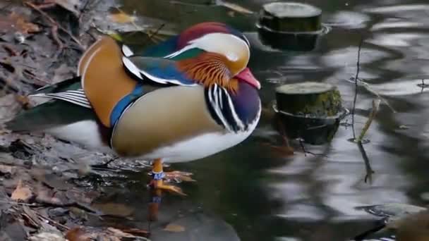 Eine erstaunliche farbige Ente an einem Flussufer. — Stockvideo