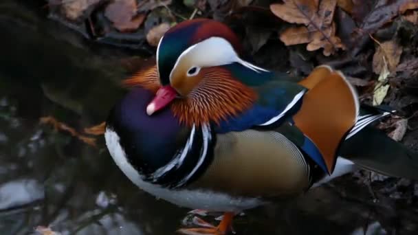Piękne kaczki mandarynki, siedząc na brzegu basenu lasu. Spróbuj, spanie. — Wideo stockowe