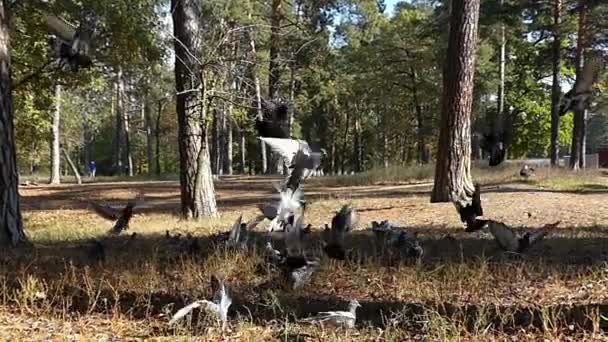 Una bandada de palomas grises y azules oscuras volando bajo a un hombre de cámara en cámara lenta . — Vídeos de Stock