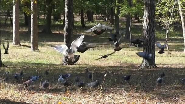 Una bandada de palomas volando a una cámara chica lanzando granos y semillas — Vídeos de Stock