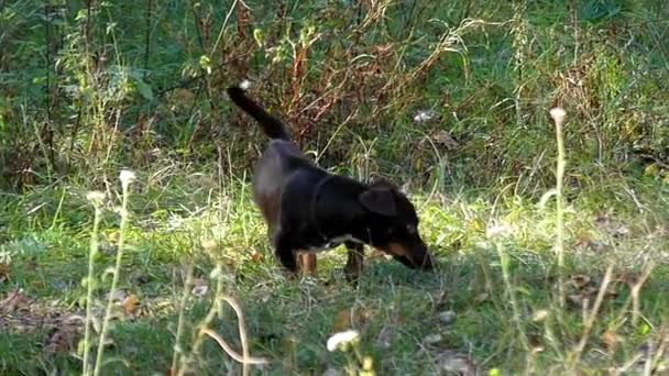 Zabawny jamnik, grając w lesie jesienią w zwolnionym tempie. — Wideo stockowe