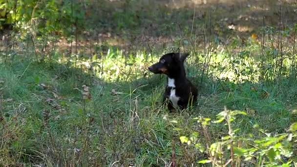 Um Dachshund engraçado brincando e fugindo em uma floresta de outono em câmera lenta . — Vídeo de Stock