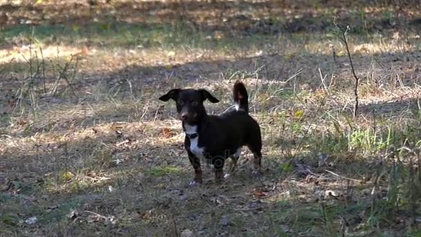 Un divertido Dachshund ladrando y corriendo en el bosque en cámara lenta . — Vídeo de stock