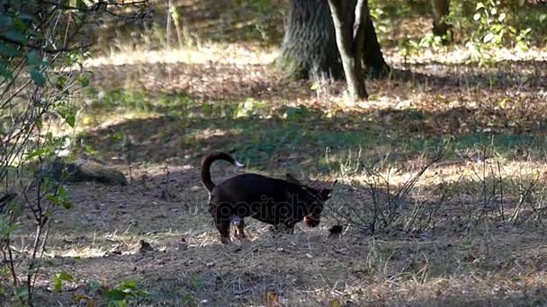 Um Dachshund engraçado jogando e correndo em câmera lenta na floresta . — Vídeo de Stock