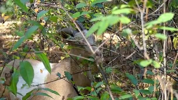 Un grande capro espiatorio marrone chiaro che mangia foglie in una foresta autunnale in movimento lento . — Video Stock