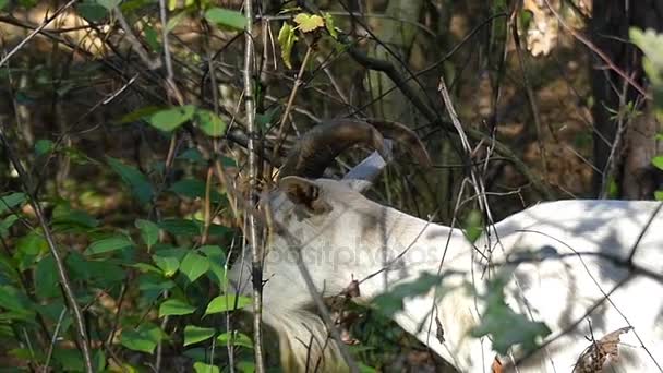 Una gran cabra nana blanca comiendo hojas verdes de un gran arbusto en el bosque de otoño en cámara lenta . — Vídeos de Stock