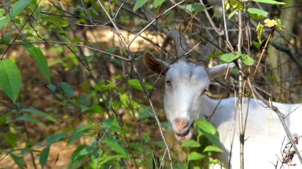 Un gran chivo expiatorio blanco comiendo hojas y girando la cabeza de una manera divertida en cámara lenta . — Vídeos de Stock