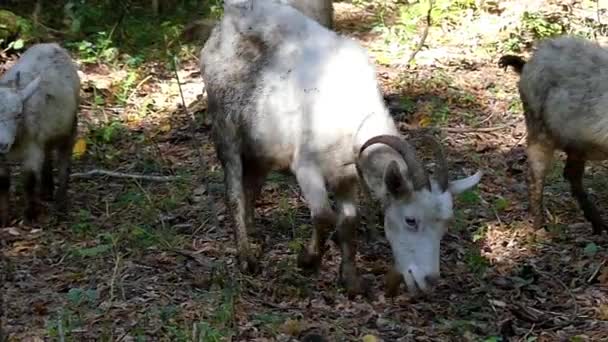 Eine Ziegenherde, die in Zeitlupe im herbstlichen Wald Gras weidet. — Stockvideo