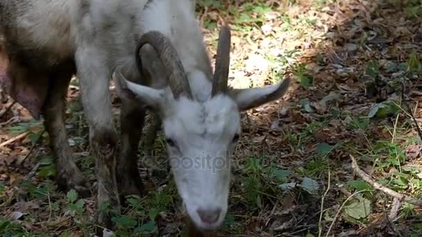 Une grande chèvre nounou blanche se déplaçant et pâturant herbe dans une forêt d'automne au ralenti . — Video
