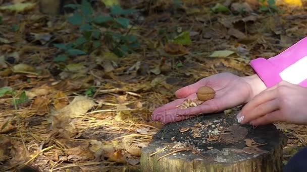 Ein Eichhörnchen nähert sich der Hand eines Mädchens mit Nüssen darin, riecht Finger und beißt sie. — Stockvideo