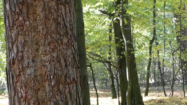 Een sluipen Man zich te verschuilen achter een naaldboom in herfst bos. — Stockvideo