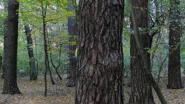 En ung glad Man gömmer sig och kikar ut i en höst-skog. — Stockvideo