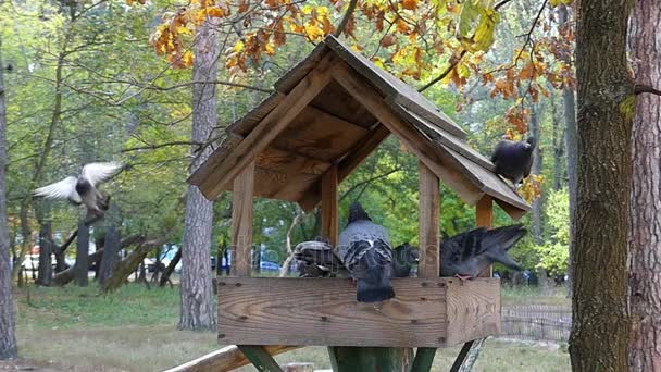 Γκρι περιστέρια σίτιση σε μια Birdhouse ξύλινα σε μια ηλιόλουστη μέρα σε αργή κίνηση. — Αρχείο Βίντεο