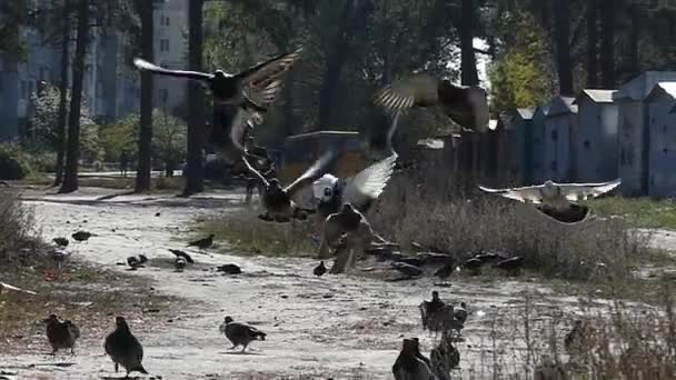 Ένα κοπάδι περιστέρια πετούν χαμηλά με το κίτρινο λεωφορείο στο παρασκήνιο σε αργή κίνηση. — Αρχείο Βίντεο