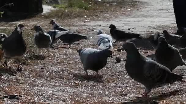 Bir sürü bir adamın ayakları Slow Motion ormanında sonbahar uzak uçan güvercinler. — Stok video