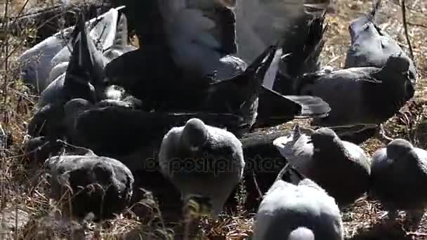 Un gregge di piccioni in cerca di cibo in una foresta autunnale Lento movimento . — Video Stock