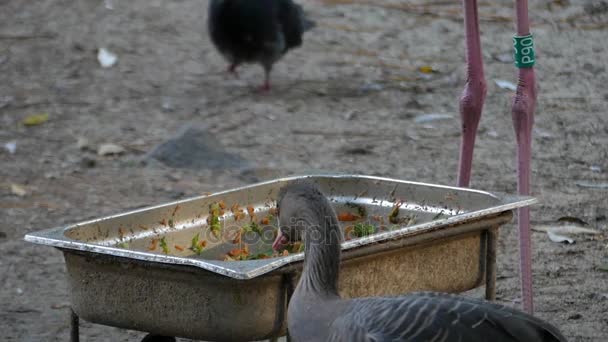 A Beautiful Flamingo and Fat Goose Eat From a Feeder and Doves Running Around — Stock Video
