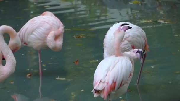 Três flamingos de pé em uma lagoa em um jardim zoológico em um dia de outono — Vídeo de Stock