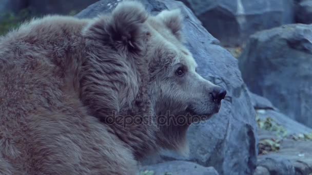 Ein großer Braunbär liegt im Zoo vor großen grauen Felsen — Stockvideo