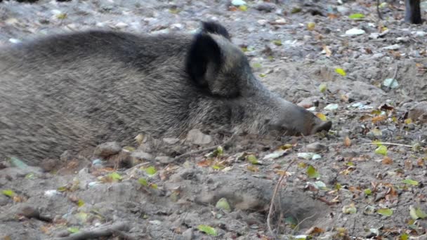 Ein schlafendes Wildschwein und das zweite auf Nahrungssuche im Herbstwald — Stockvideo